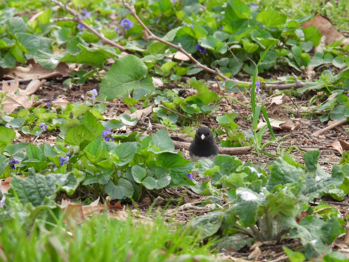 Dark-eyed Junco - ML634299939