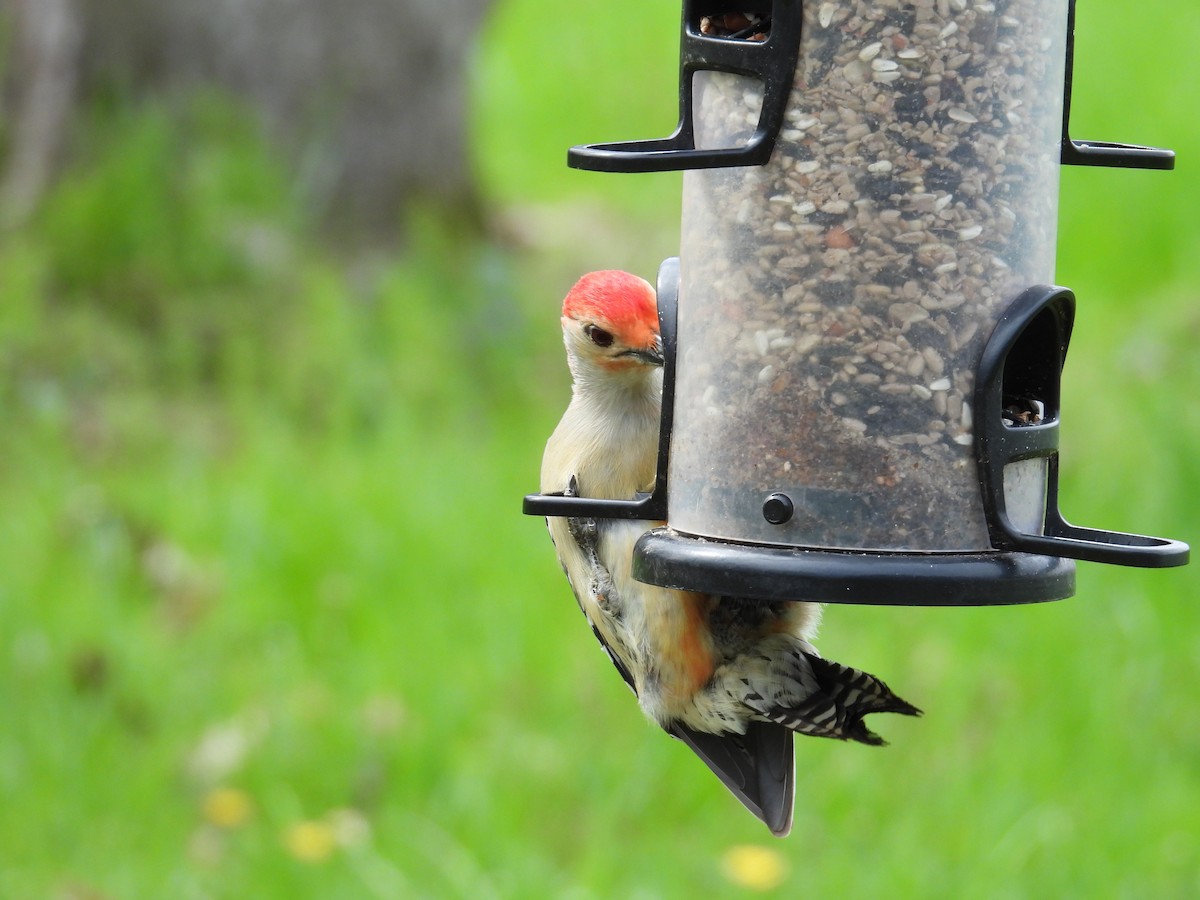 Red-bellied Woodpecker - ML634299957