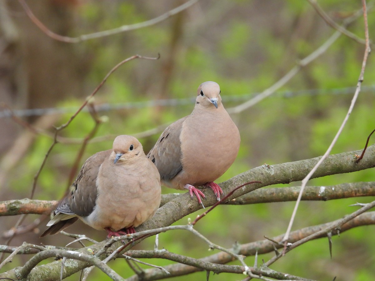 Mourning Dove - ML634299969