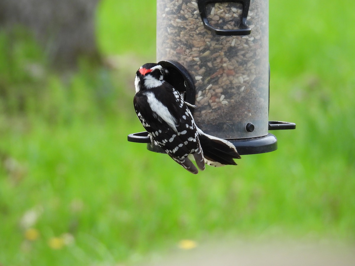 Downy Woodpecker - ML634299975