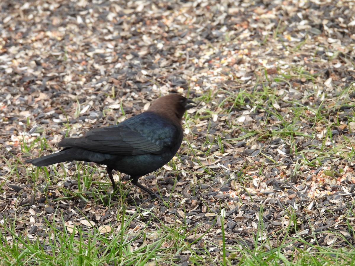 Brown-headed Cowbird - ML634299982