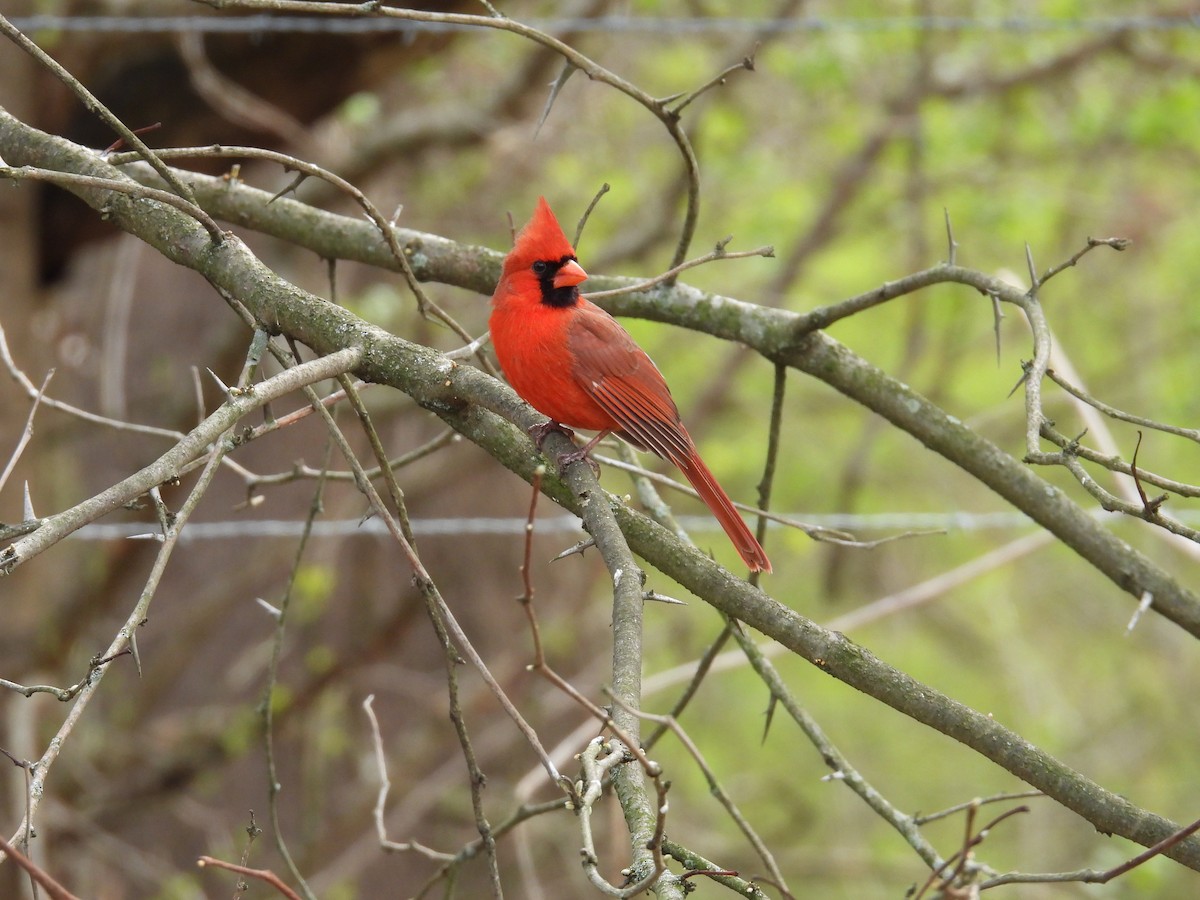 Northern Cardinal - ML634299992