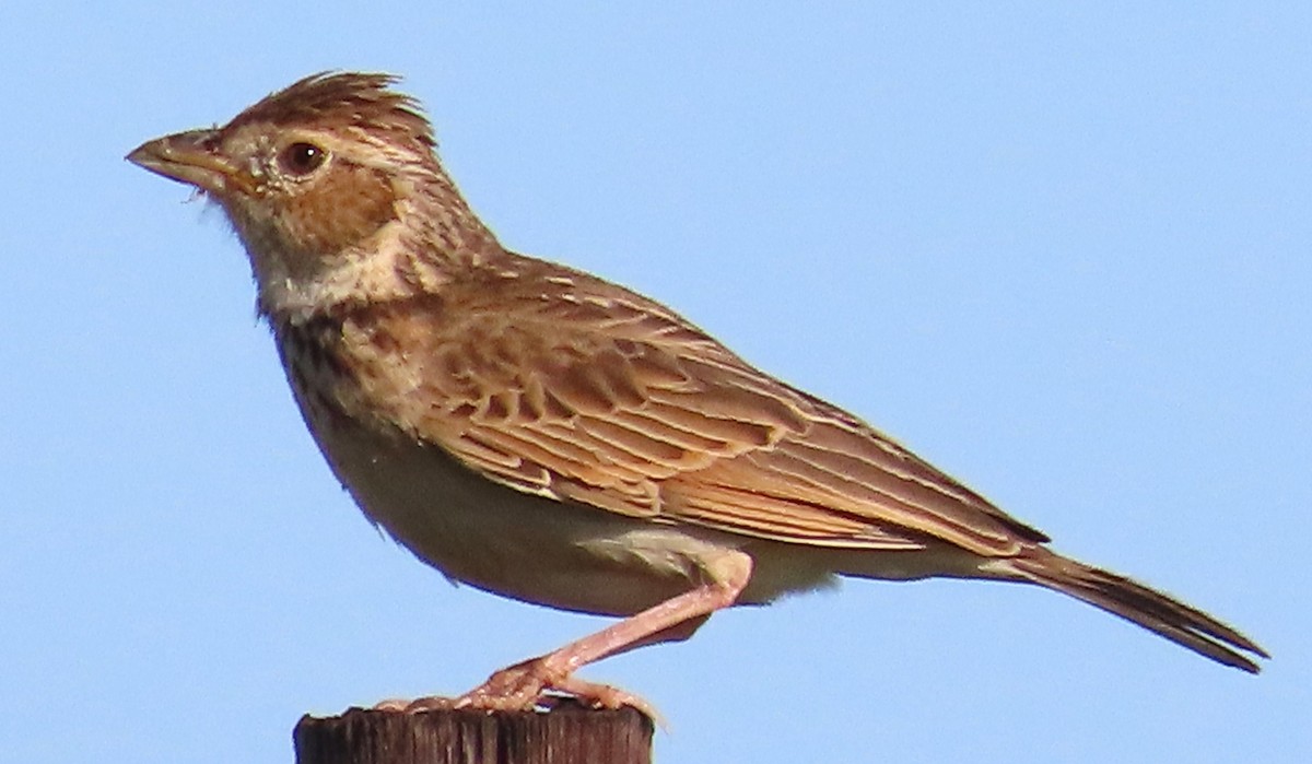 Monotonous Lark - ML634300004