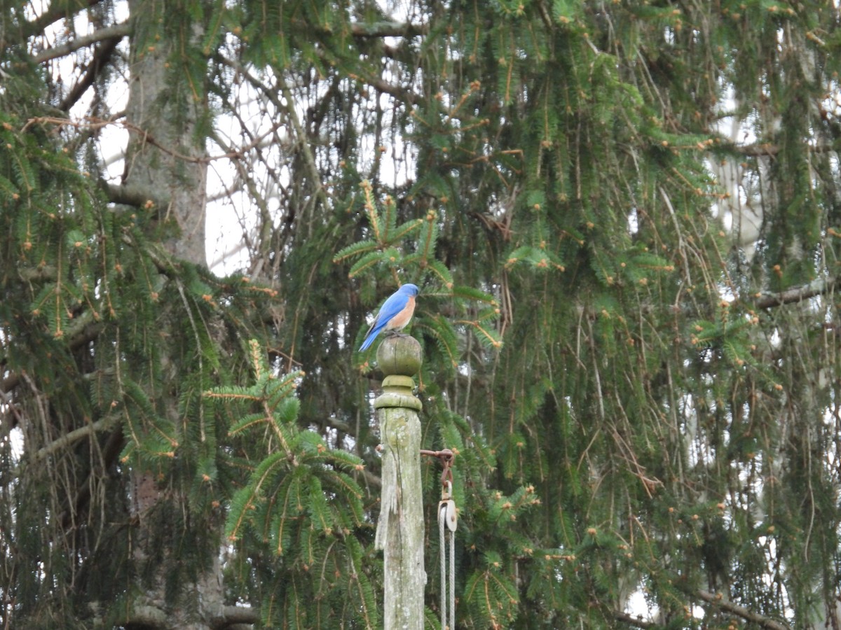 Eastern Bluebird - ML634300028