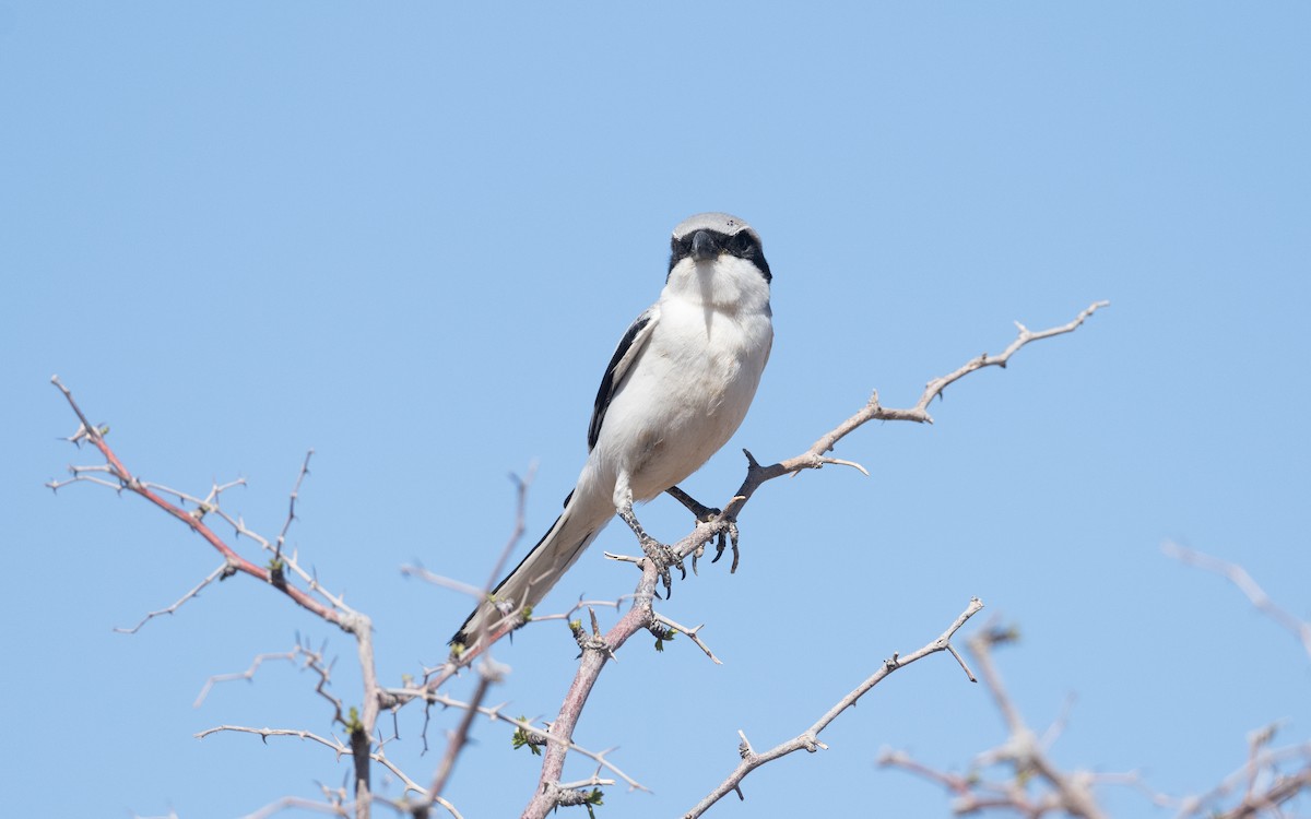 Great Gray Shrike (Sahara) - ML634300062