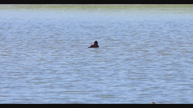 Ruddy Duck - ML634300114