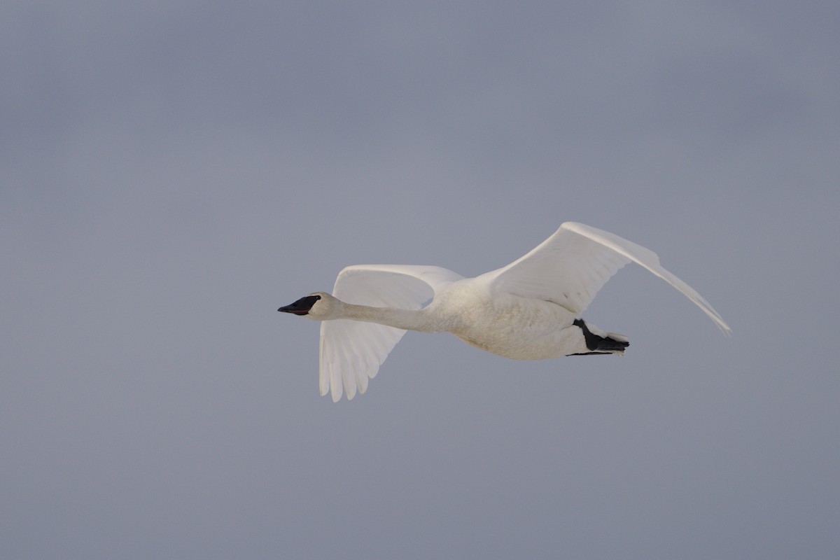 Trumpeter Swan - ML634300123