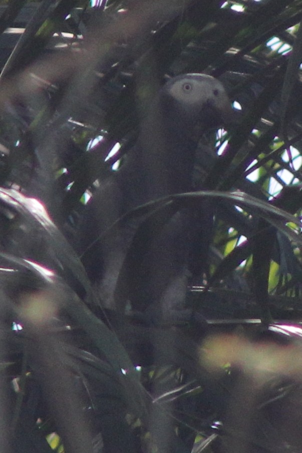 Timneh Parrot - ML634300140