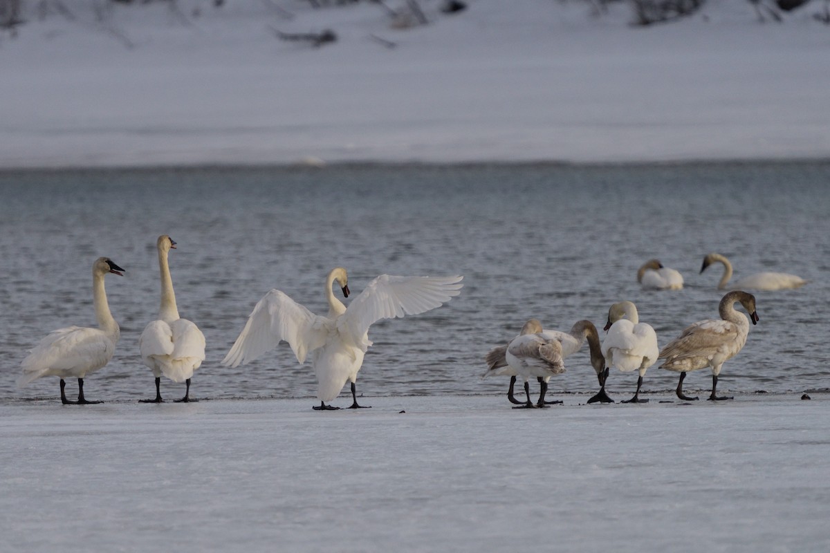 Trumpeter Swan - ML634300172