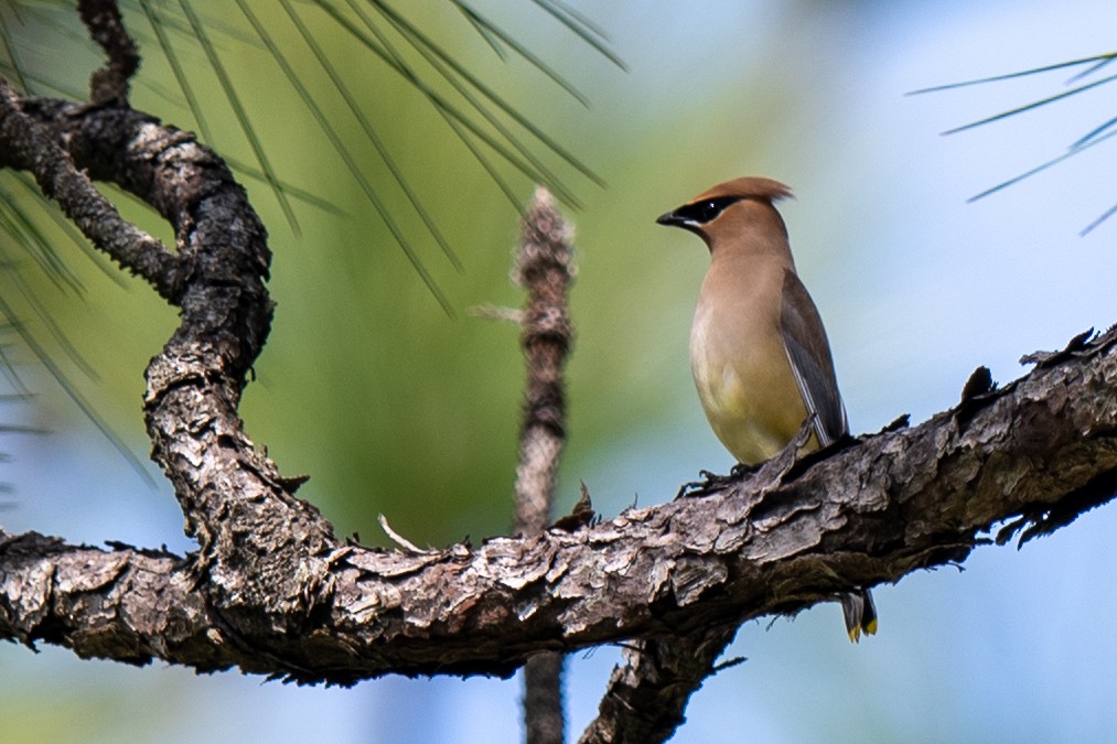 Cedar Waxwing - ML634300178