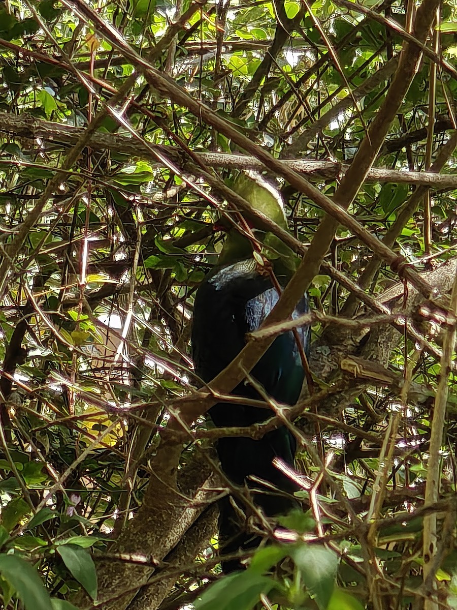 Knysna Turaco - ML634300240