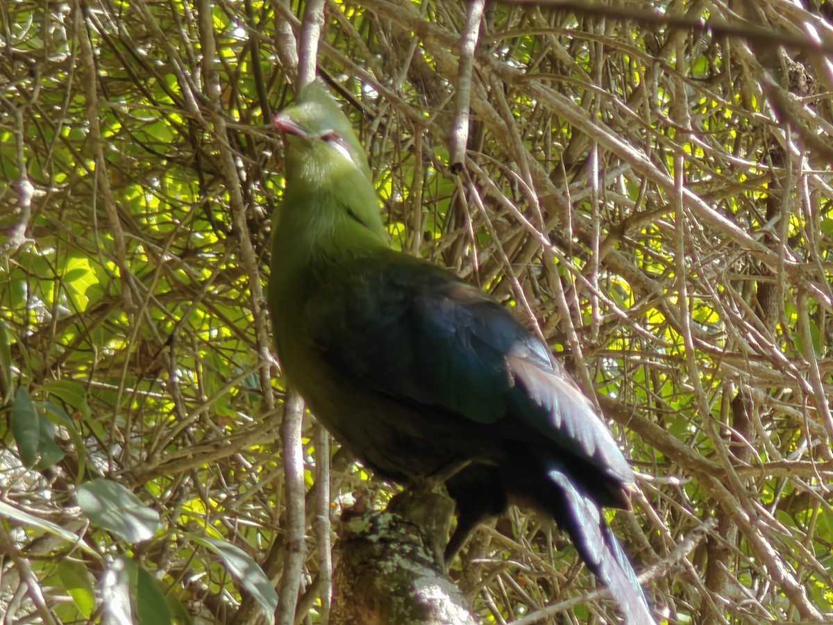 Knysna Turaco - ML634300255