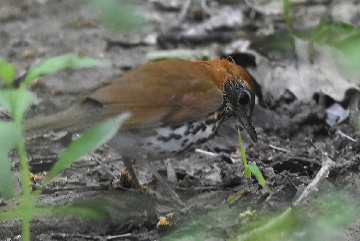 Wood Thrush - ML634300262