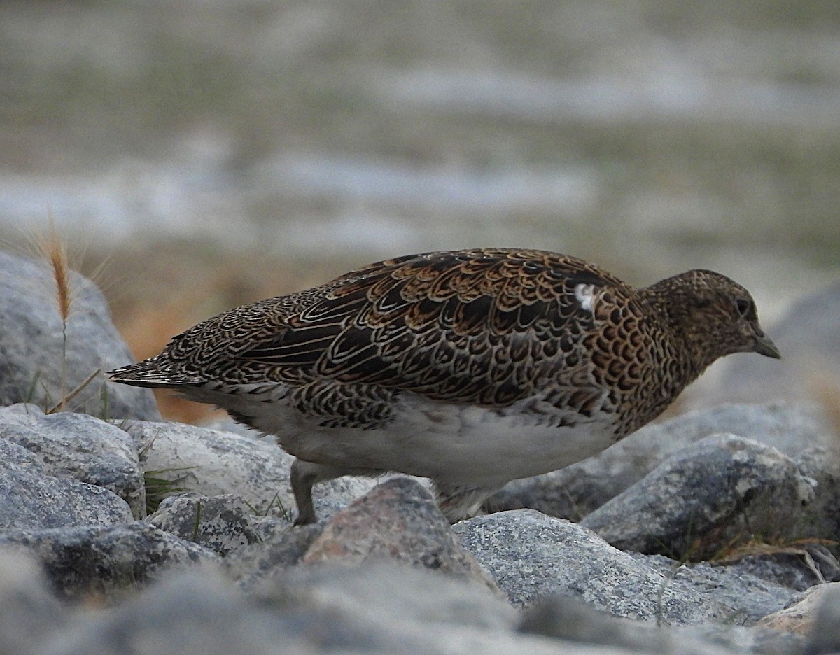White-bellied Seedsnipe - ML634300312