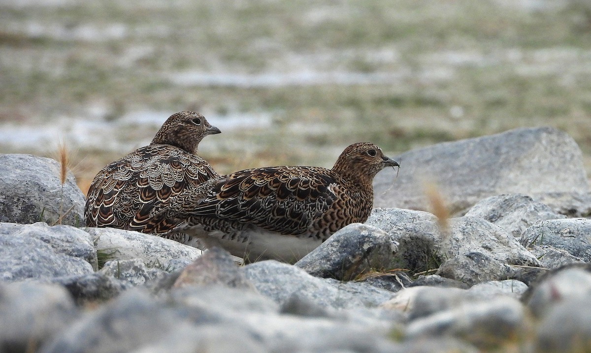 White-bellied Seedsnipe - ML634300313