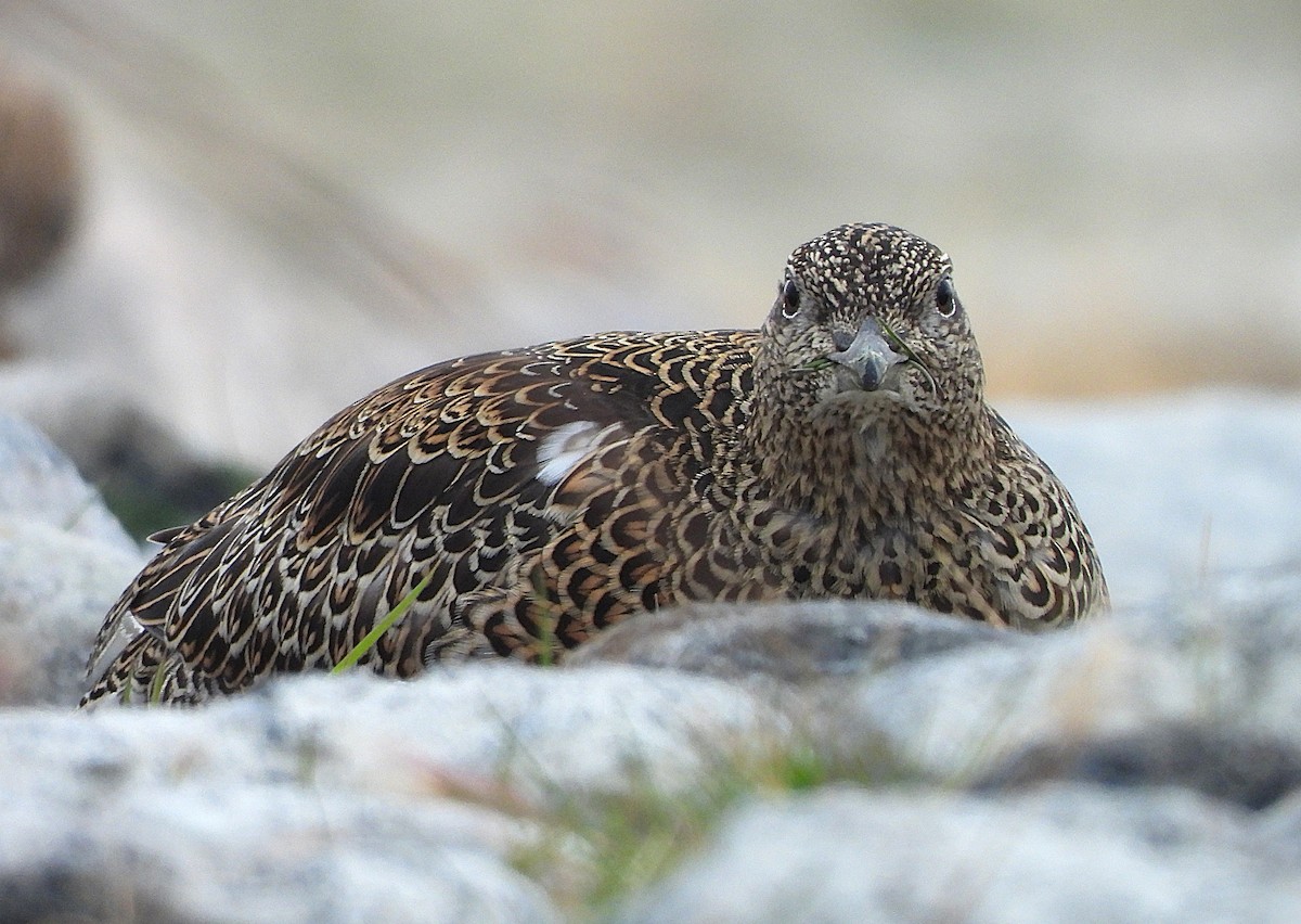 White-bellied Seedsnipe - ML634300315