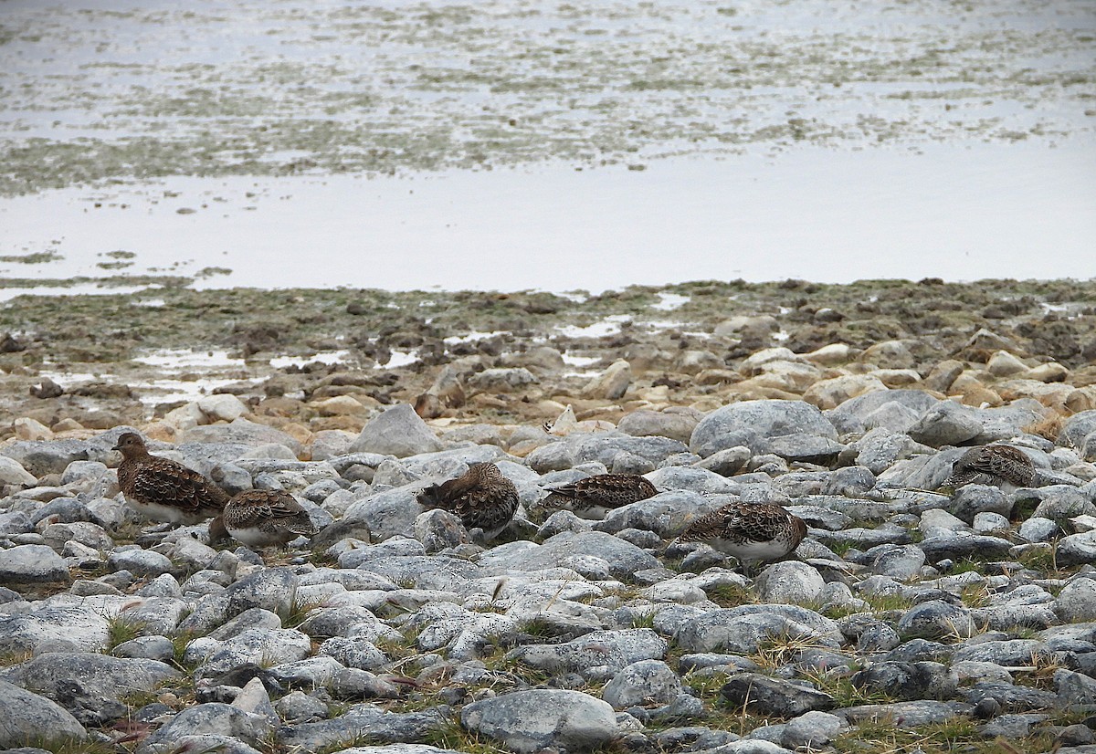White-bellied Seedsnipe - ML634300316