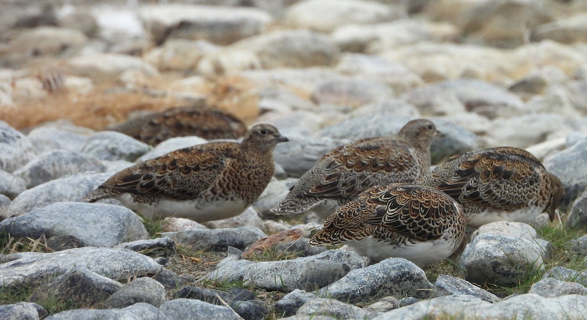 White-bellied Seedsnipe - ML634300318