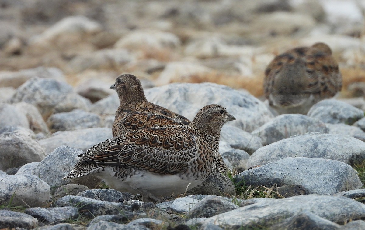 White-bellied Seedsnipe - ML634300321