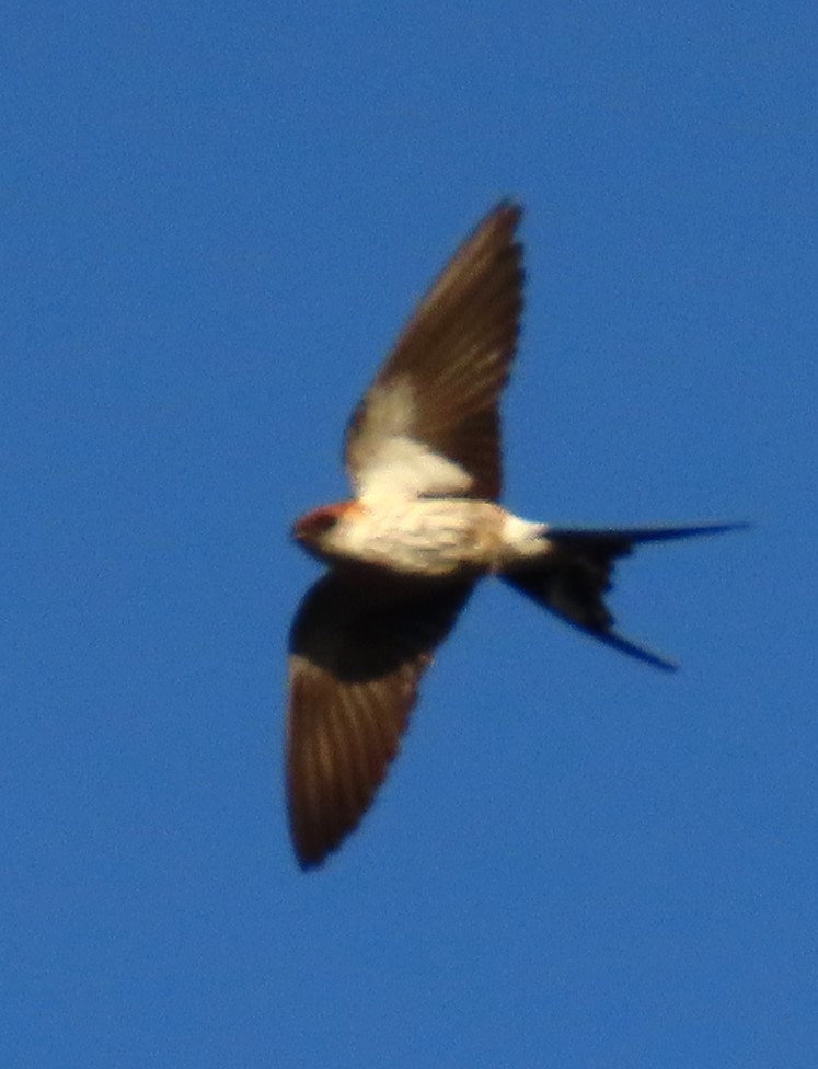 Greater Striped Swallow - ML634300329