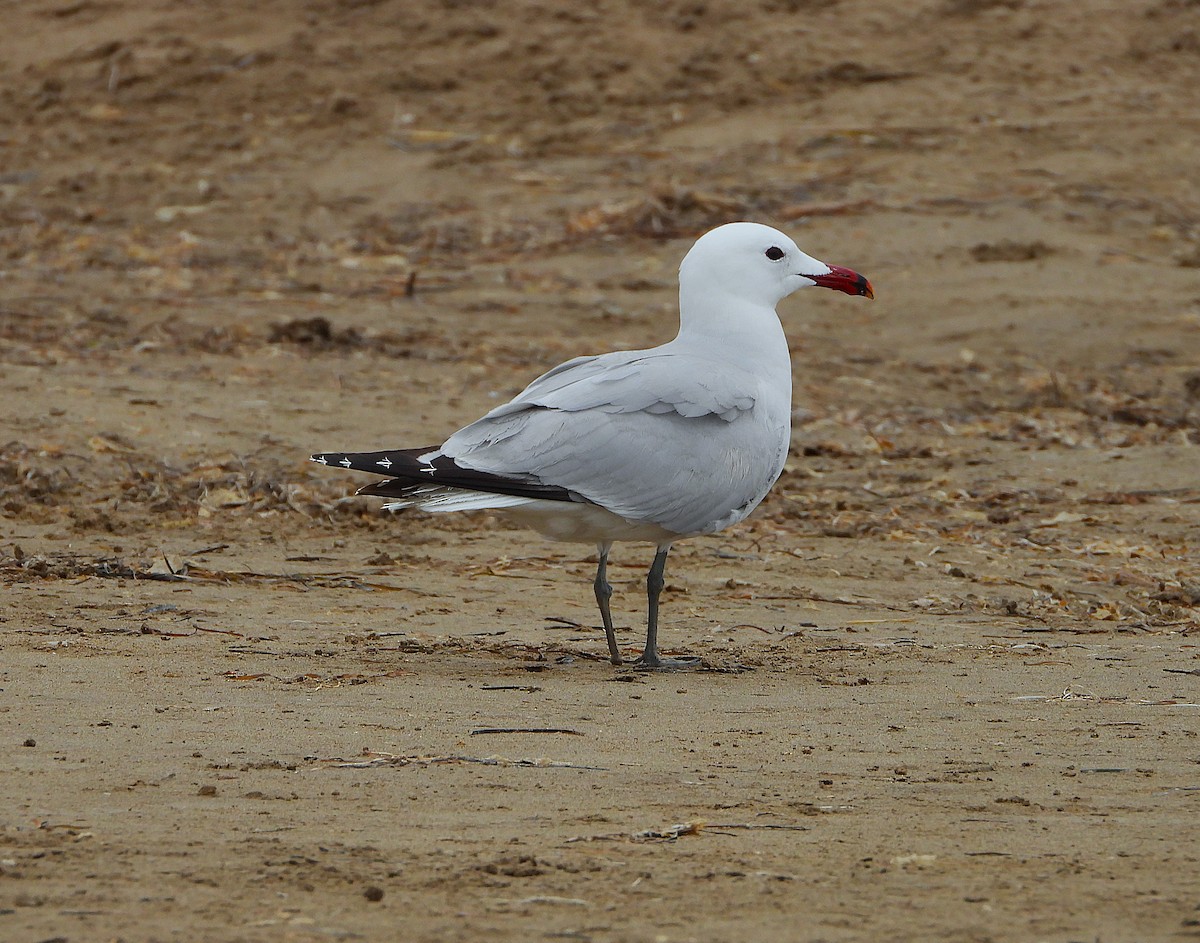 Audouin's Gull - ML634300332