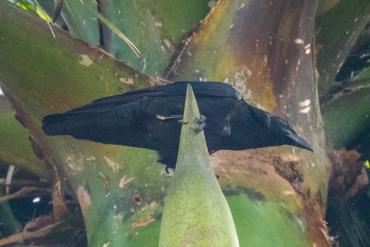 Cuban Crow - ML634300342