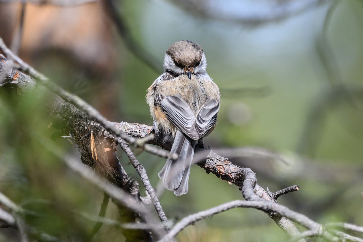 Gray-headed Chickadee - ML634300359