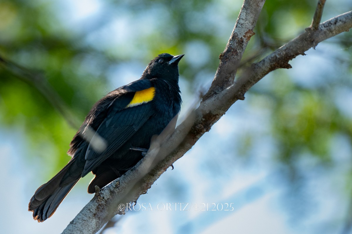 Yellow-shouldered Blackbird - ML634300430