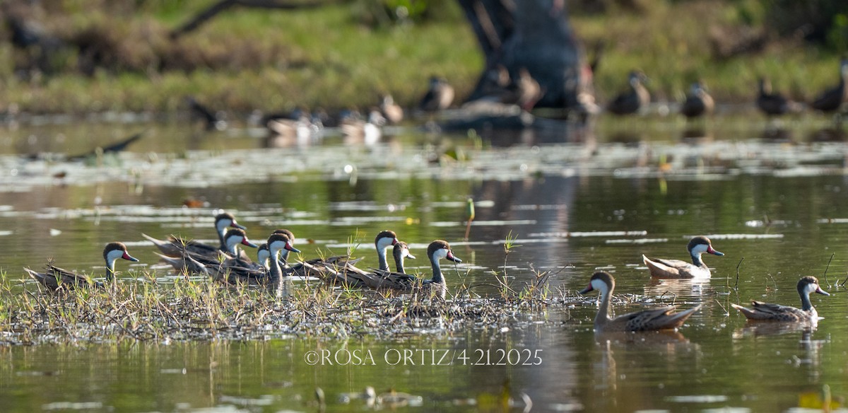 White-cheeked Pintail - ML634300461