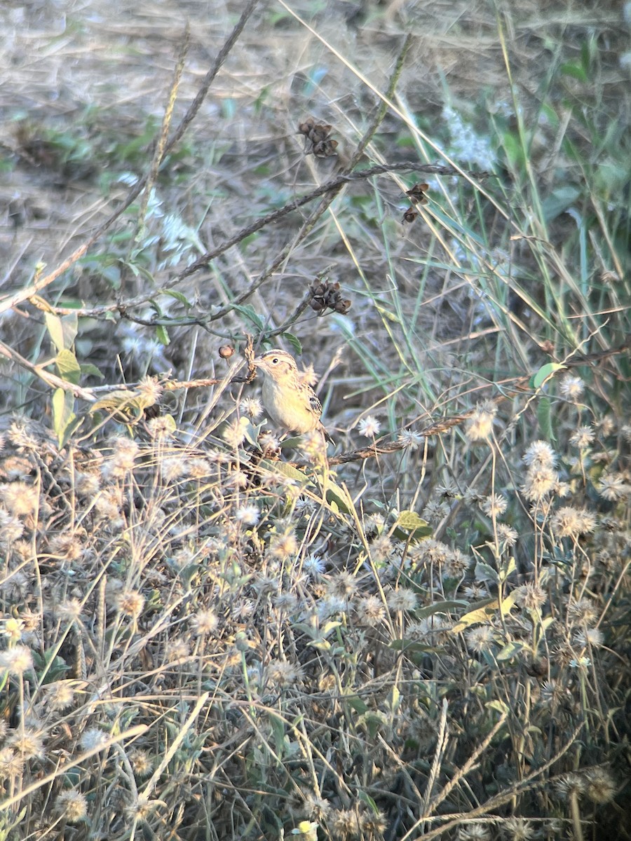 Grasshopper Sparrow - ML634300463