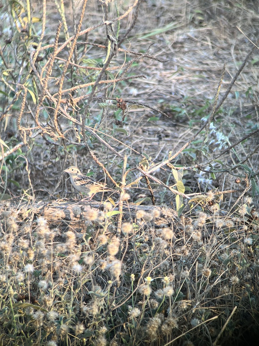 Grasshopper Sparrow - ML634300464