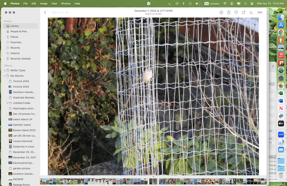 White-crowned Sparrow - ML634300604