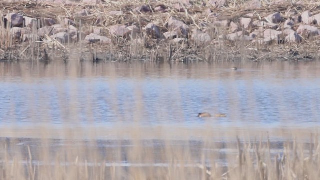 Blue-winged Teal - ML634300650