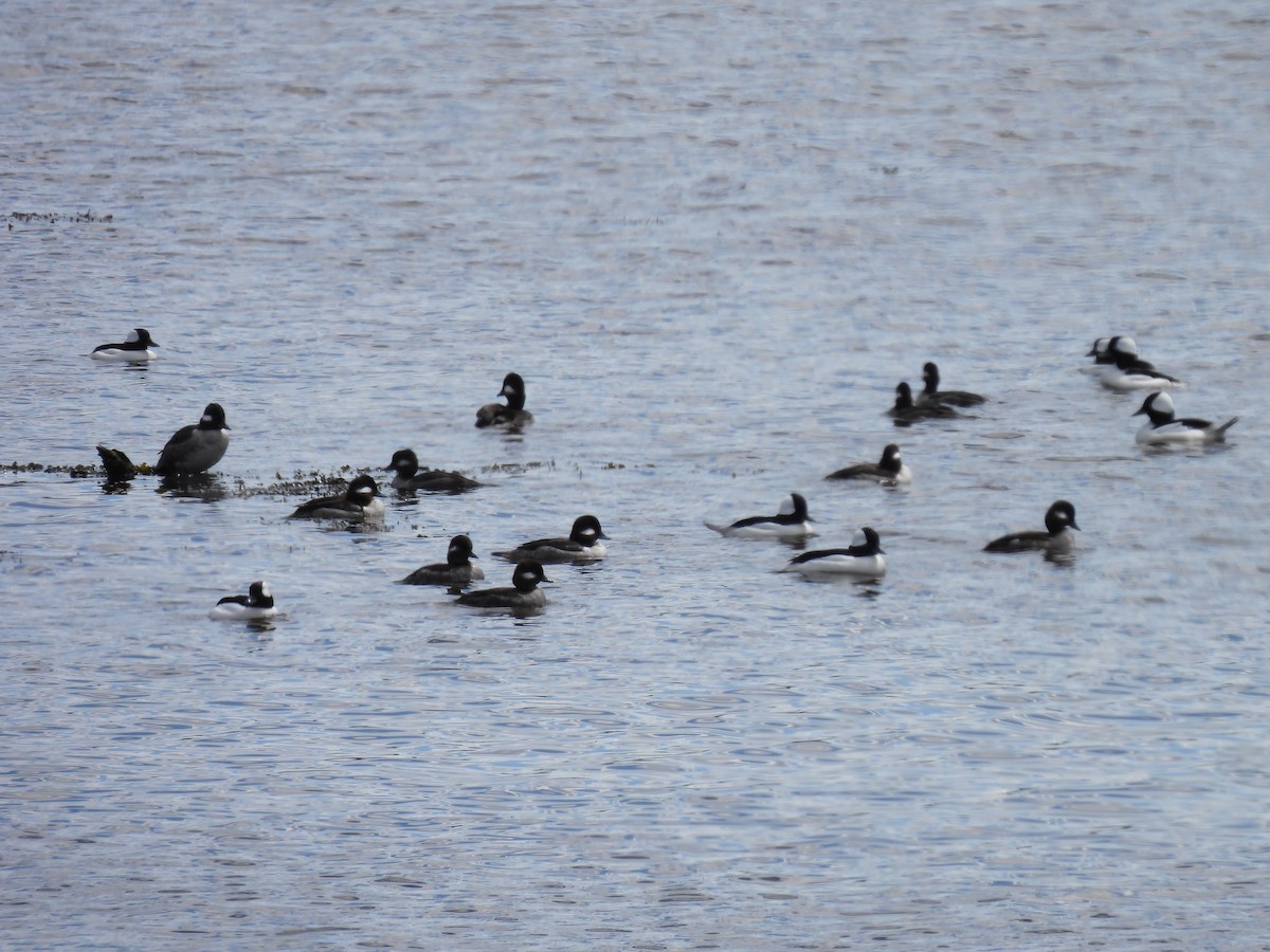 Bufflehead - ML634300670