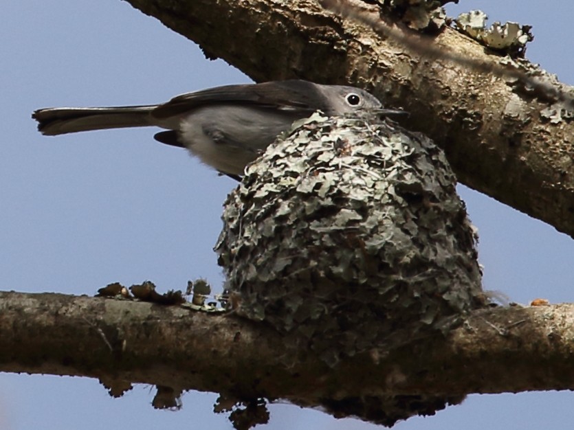 Blue-gray Gnatcatcher - ML634300682