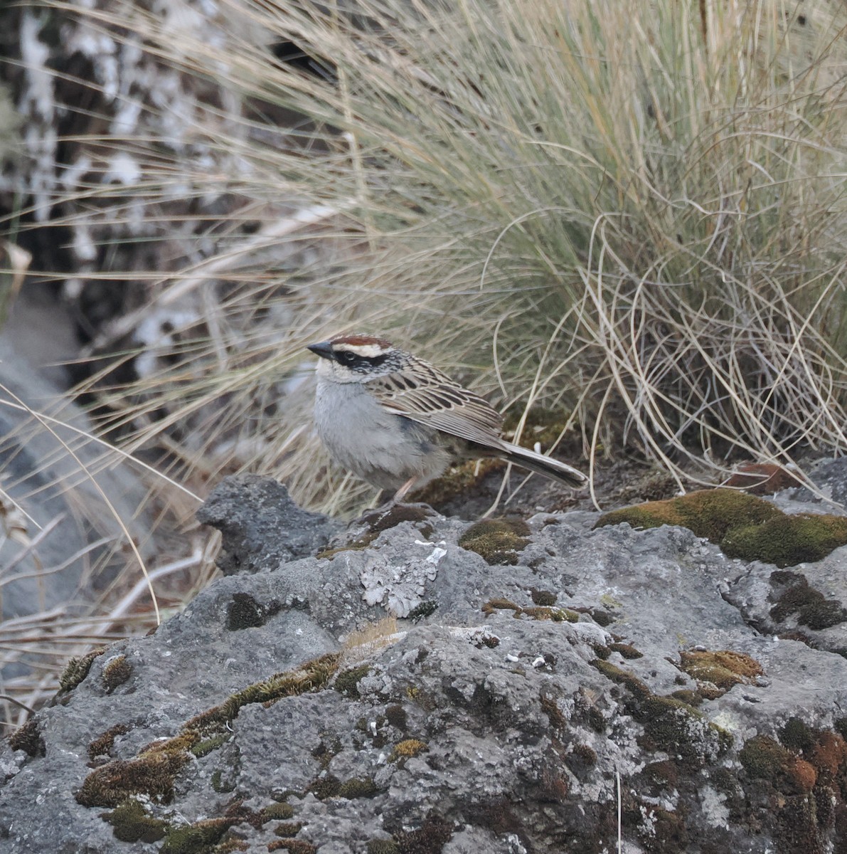 Striped Sparrow - ML634300691