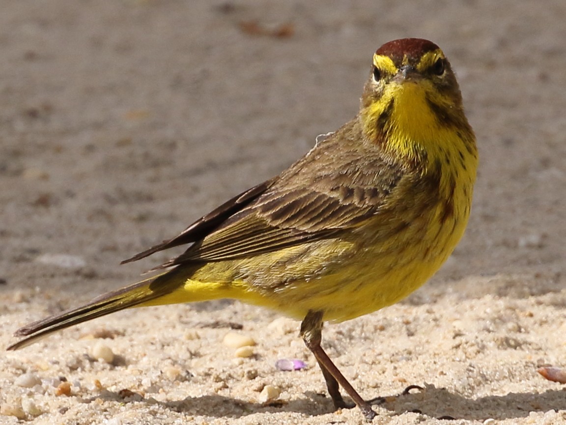 Palm Warbler - ML634300698