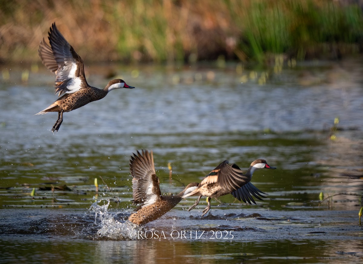 White-cheeked Pintail - ML634300717
