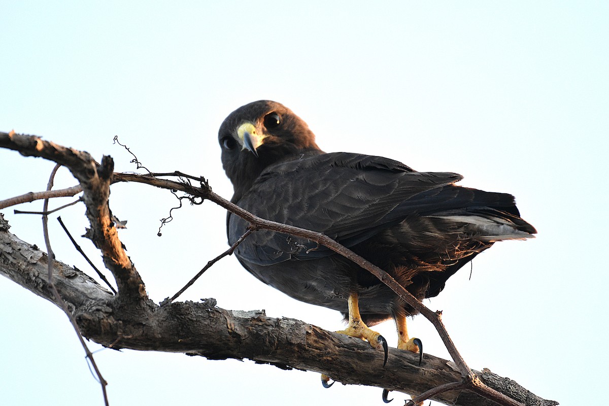 Short-tailed Hawk - ML634300789