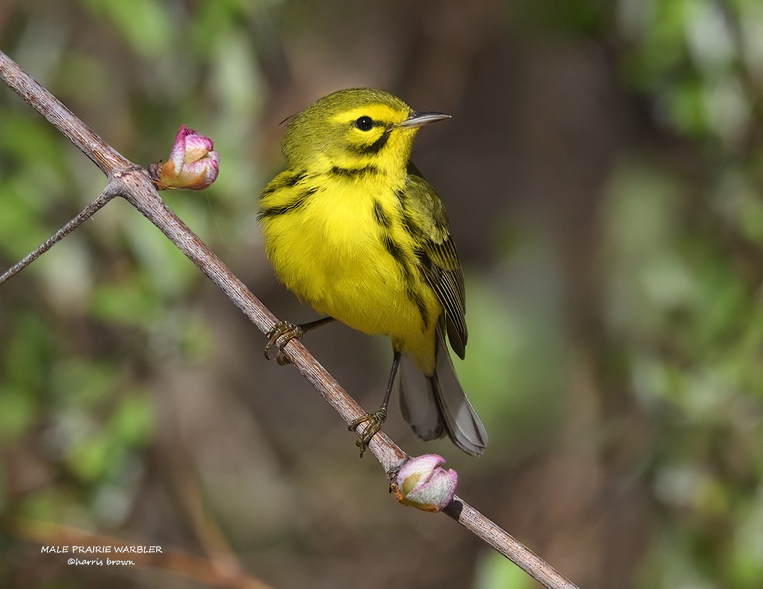 Prairie Warbler - ML634300794