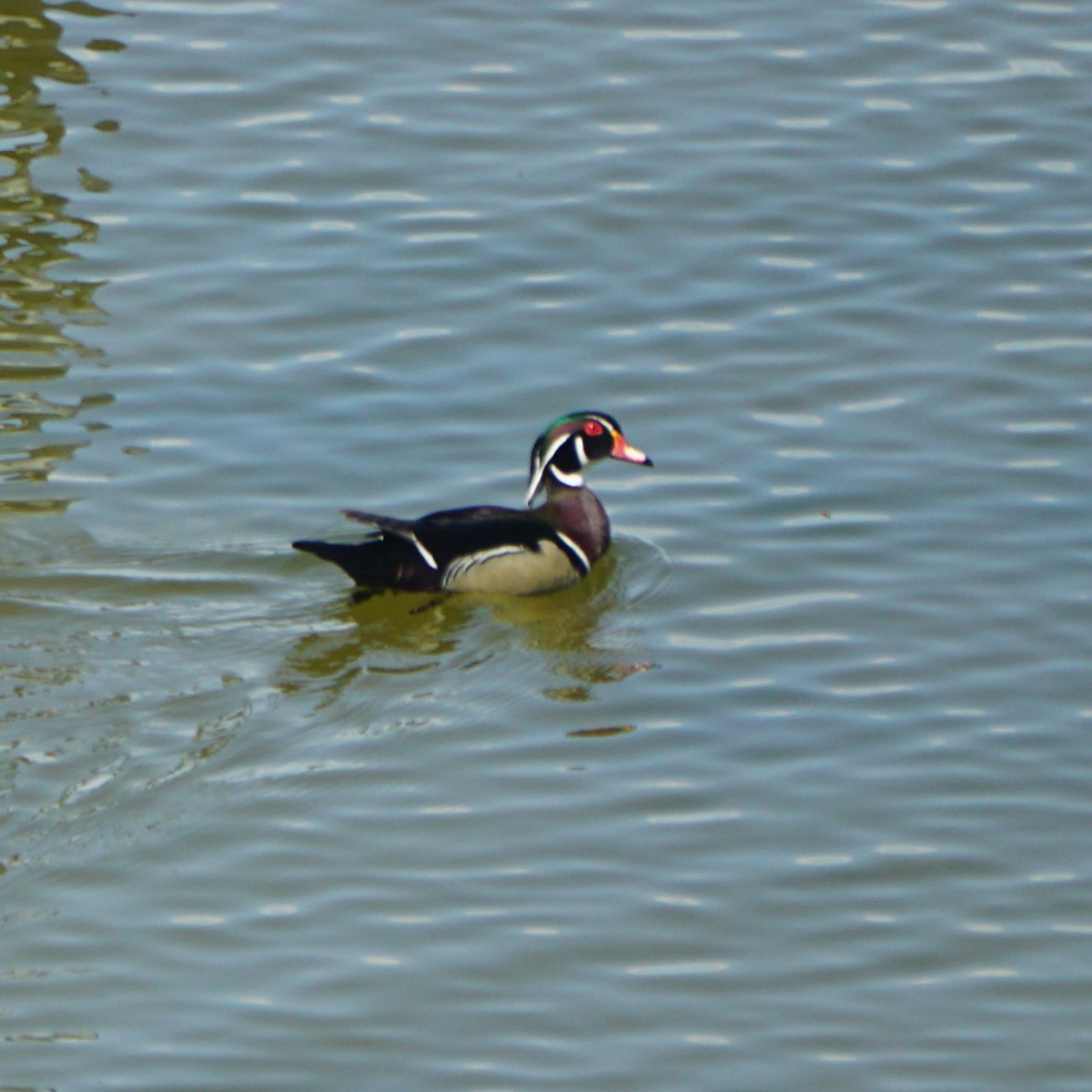 Wood Duck - ML634300820
