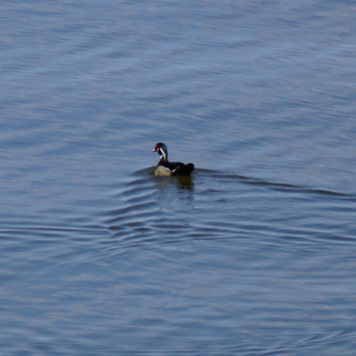 Wood Duck - ML634300821