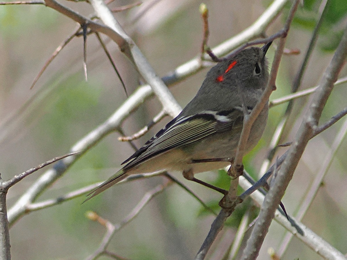 Ruby-crowned Kinglet - ML634300983
