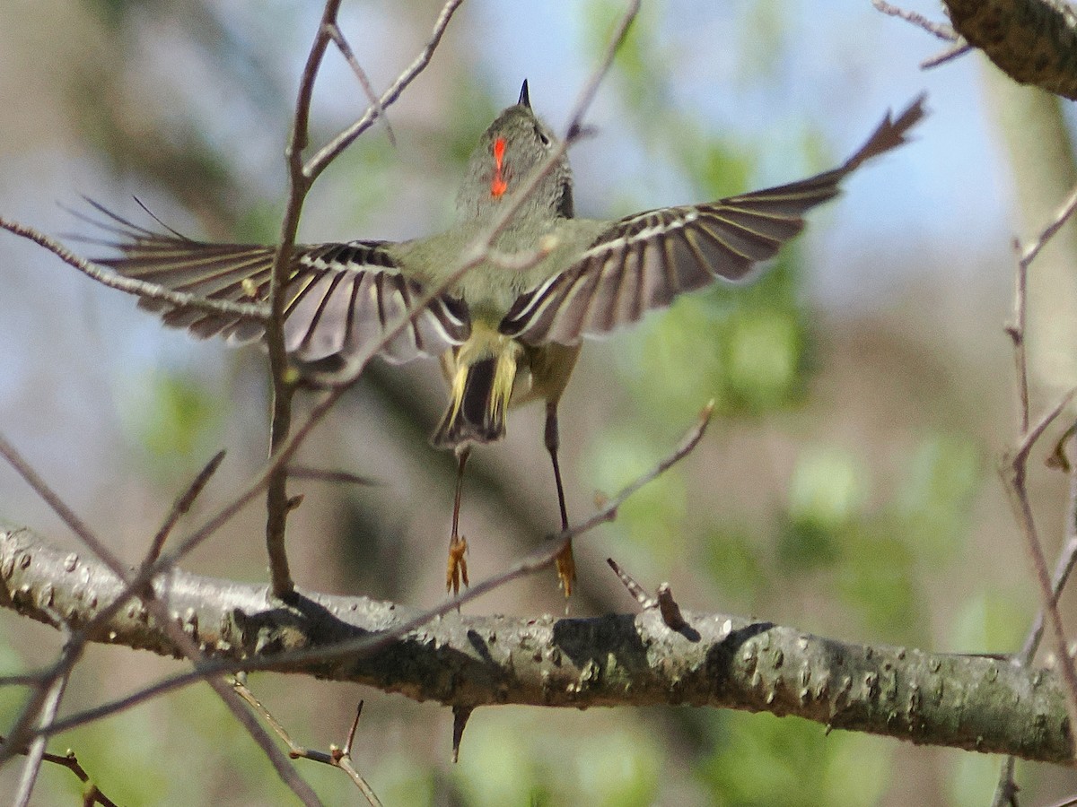 Ruby-crowned Kinglet - ML634300984