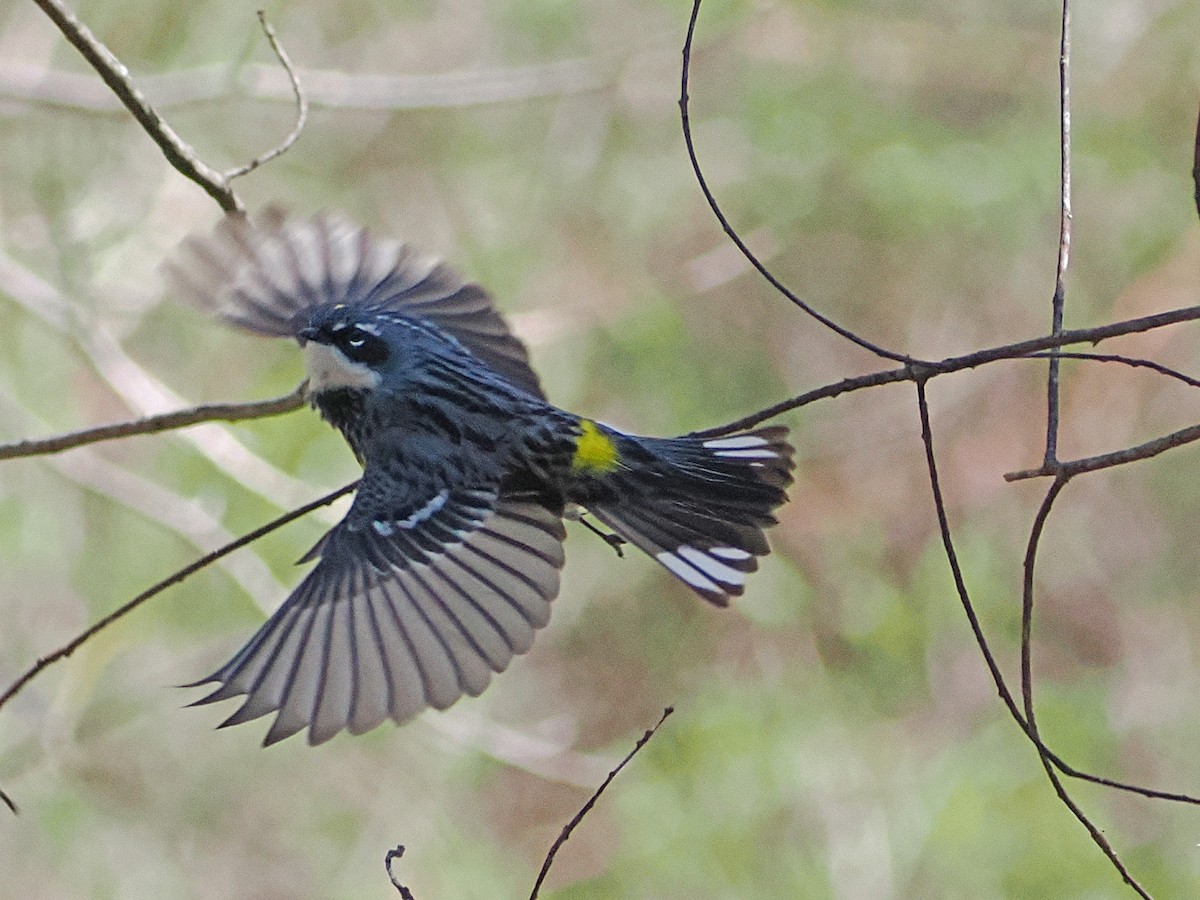 Yellow-rumped Warbler - ML634301041