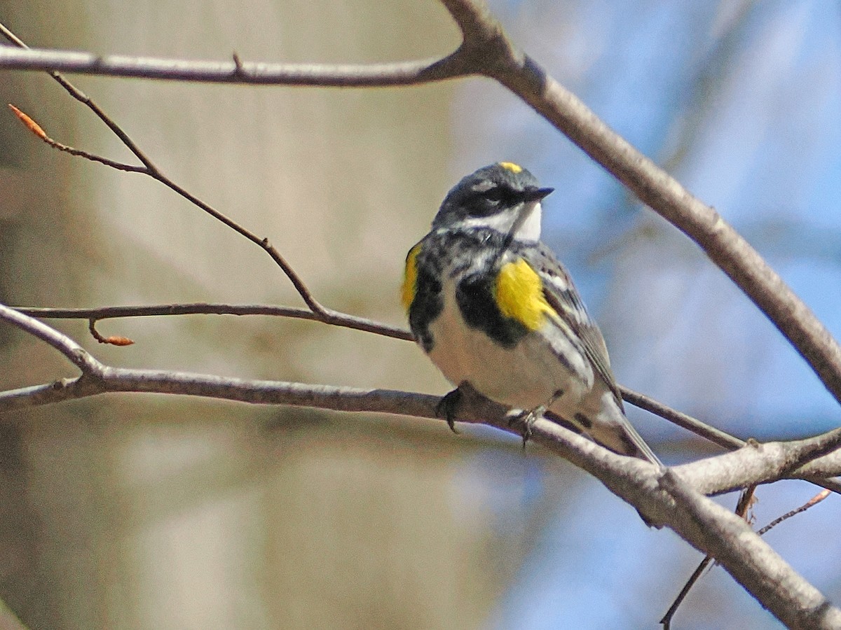 Yellow-rumped Warbler - ML634301042