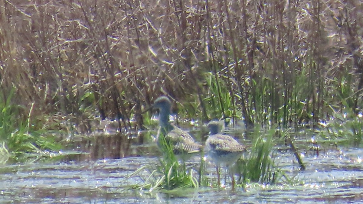 Greater Yellowlegs - ML634301145