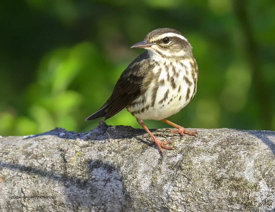 Louisiana Waterthrush - ML634301169