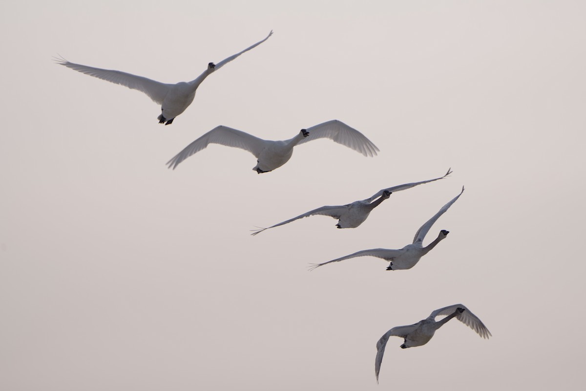 Trumpeter Swan - ML634301232