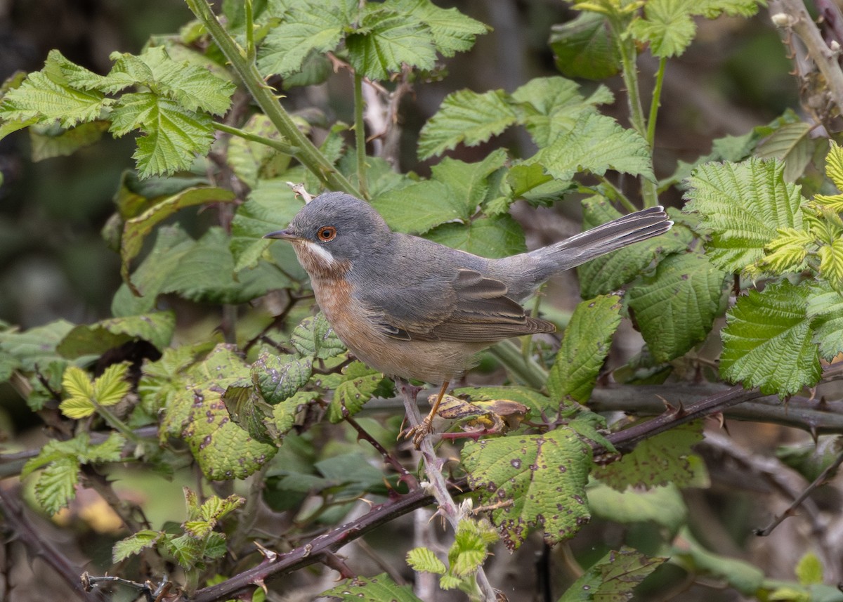 Curruca Carrasqueña Occidental - ML634301245